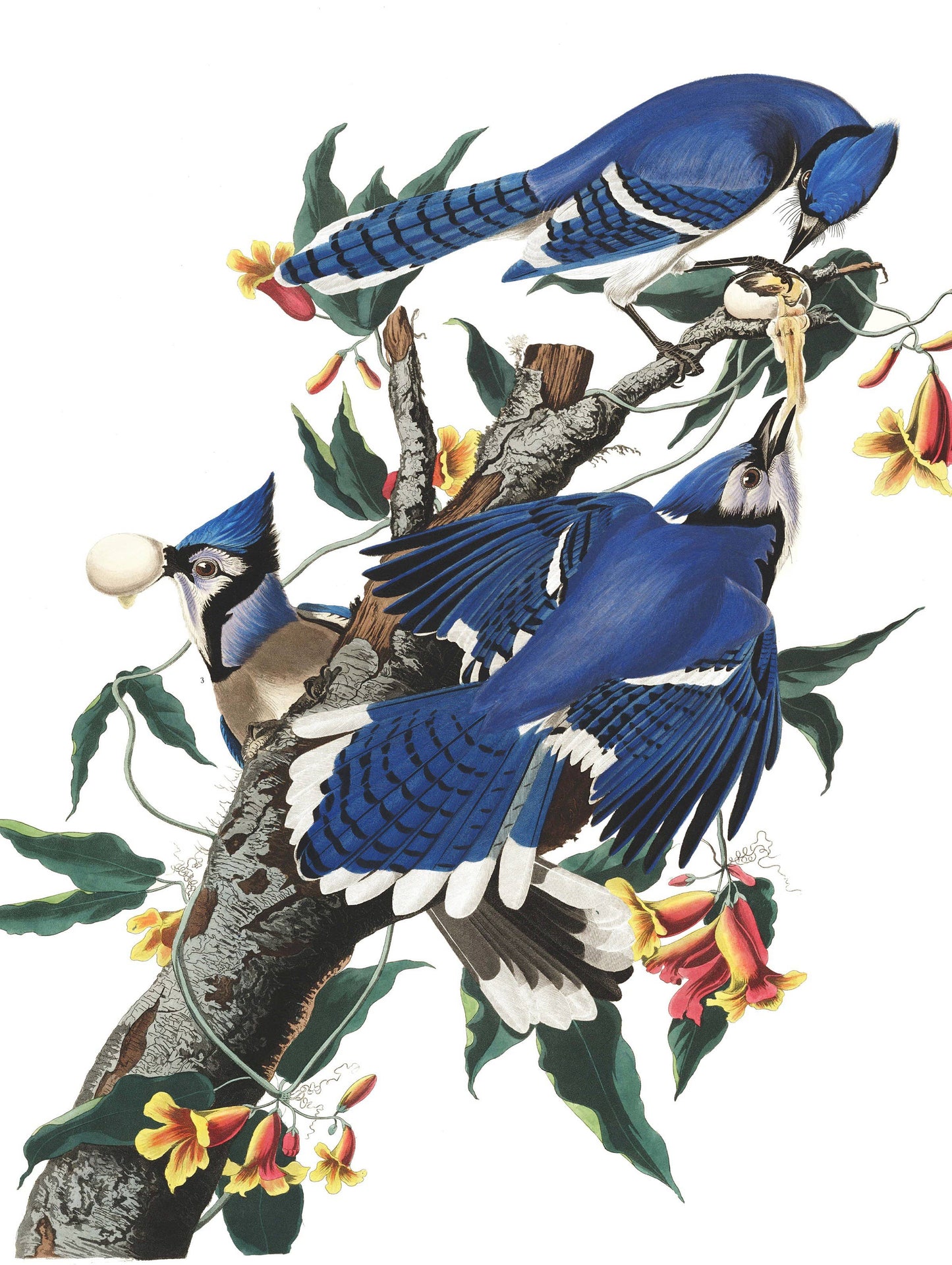 Blue Jays - 500 Piece Jigsaw Puzzle