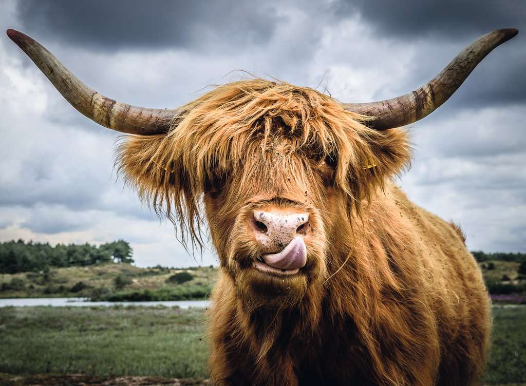 Puzzle Moments: Highland Cattle